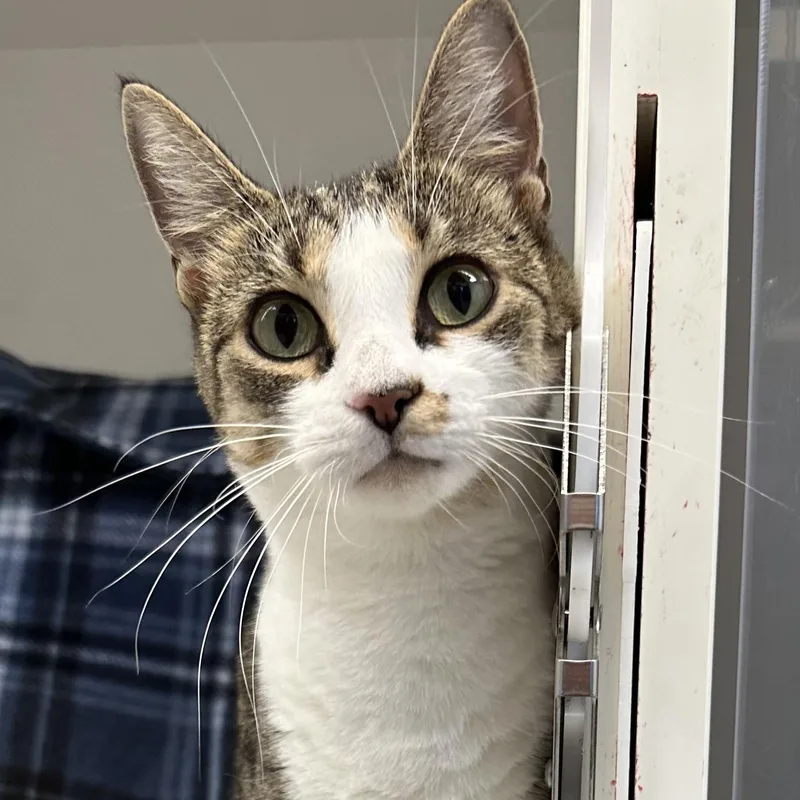 A young medium-sized female Tabby (Brown / Chocolate) Domestic Short Hair cat named Braeburn for adoption in Manassas, VA