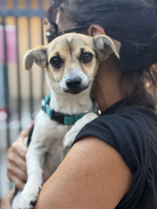 A young small-sized female Chihuahua dog named Rue for adoption in Santa Barbara, CA