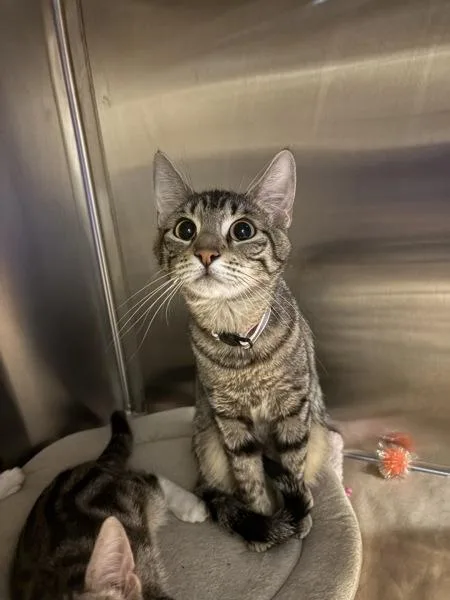 An adult small-sized female Domestic Short Hair cat named Gloria for adoption in Kennewick, WA
