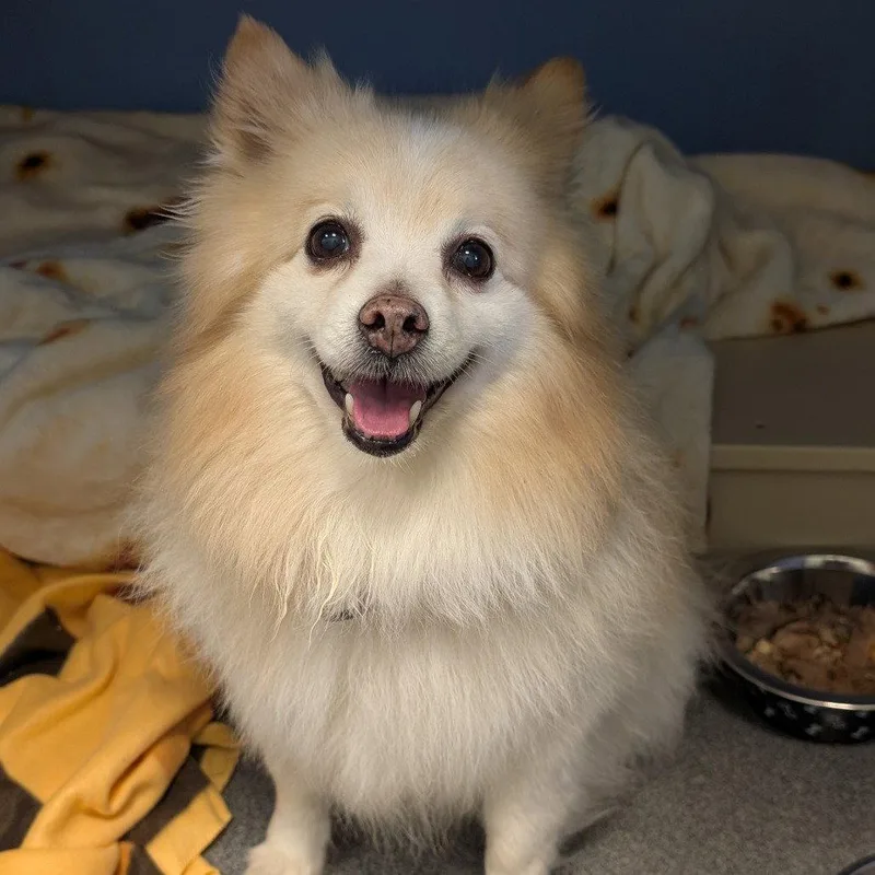 A senior small-sized male American Eskimo Dog dog named Klaus for adoption in New Castle, DE