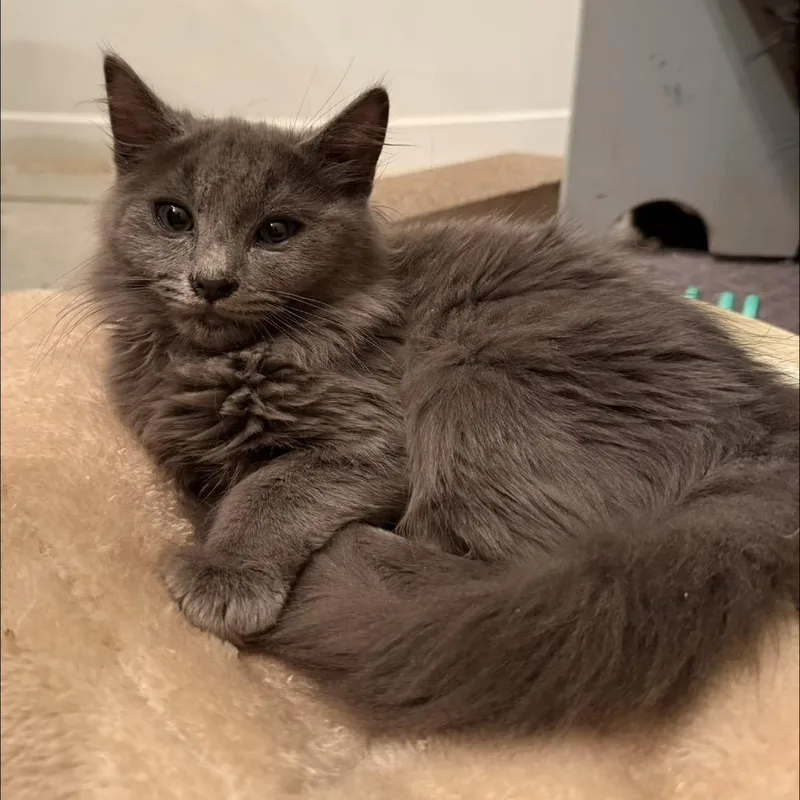 A baby small-sized male Gray / Blue / Silver Domestic Long Hair cat named Sloan for adoption in Long Beach, CA