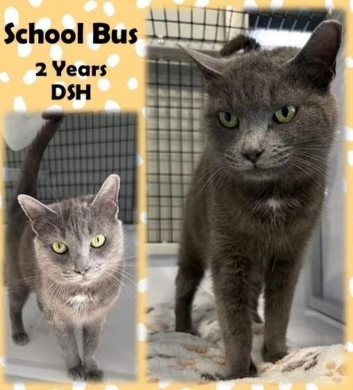 An adult medium-sized female Gray / Blue / Silver Domestic Short Hair cat named School Bus for adoption in Franklin, IN