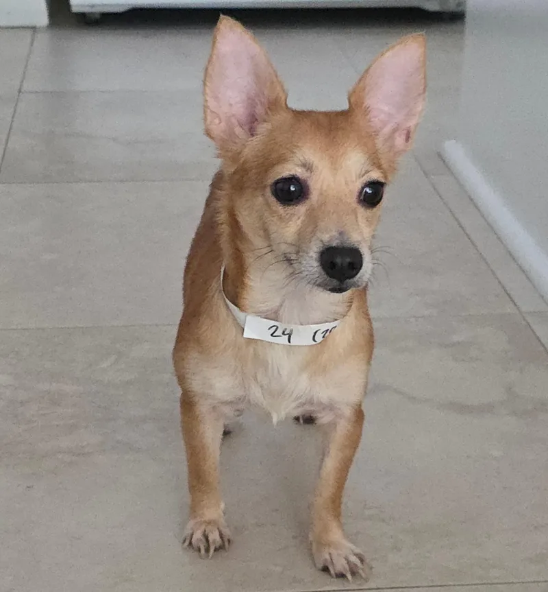 Daisy
