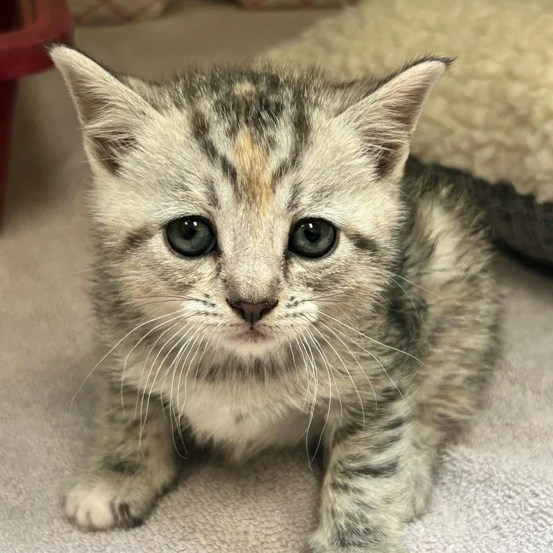 A baby small-sized female Torbie Domestic Short Hair cat named MONTStrayBirch for adoption in Perkiomenville, PA