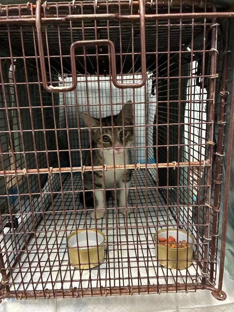 A young medium-sized male Domestic Short Hair cat named Couch Cushion for adoption in New Braunfels, TX