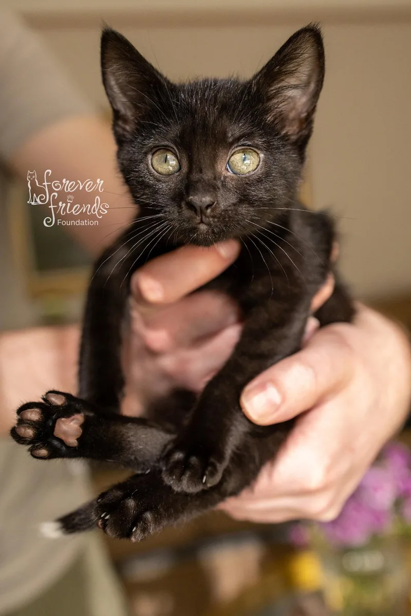 A baby medium-sized female Black Domestic Short Hair cat named Tippy Locket for adoption in Northfield, OH