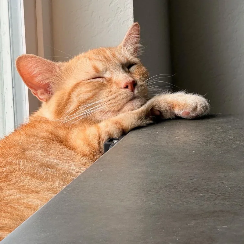 An adult medium-sized female Orange / Red Domestic Short Hair cat named Bebe for adoption in Kyle, TX