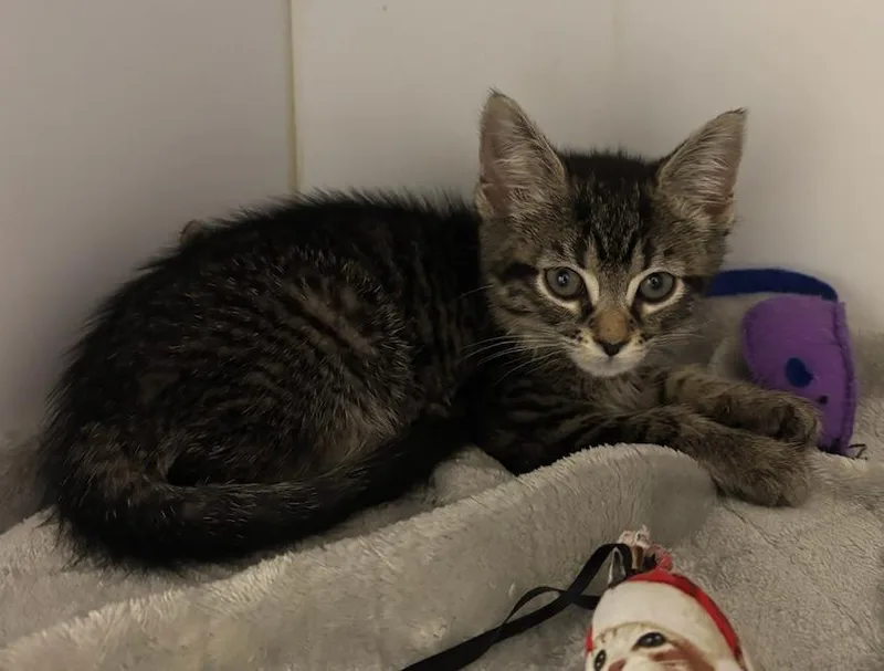 A baby small-sized female Domestic Short Hair cat named Florence for adoption in Liverpool, NY