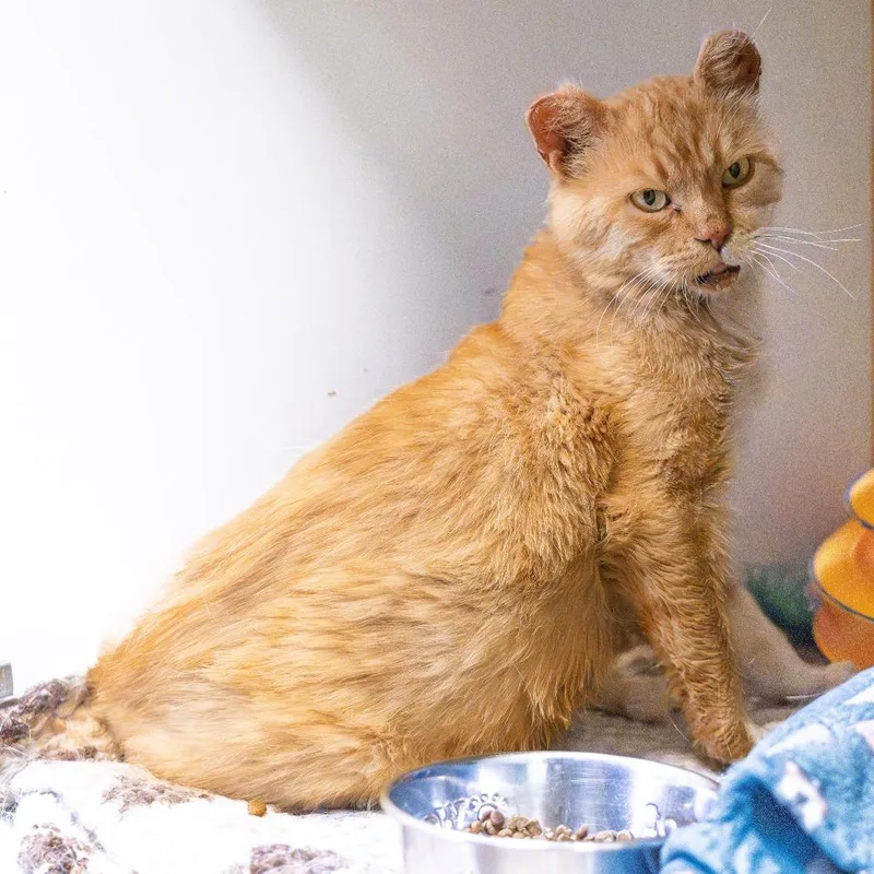 A senior large-sized male Orange / Red Domestic Short Hair cat named Butterscotch for adoption in South Elgin, IL