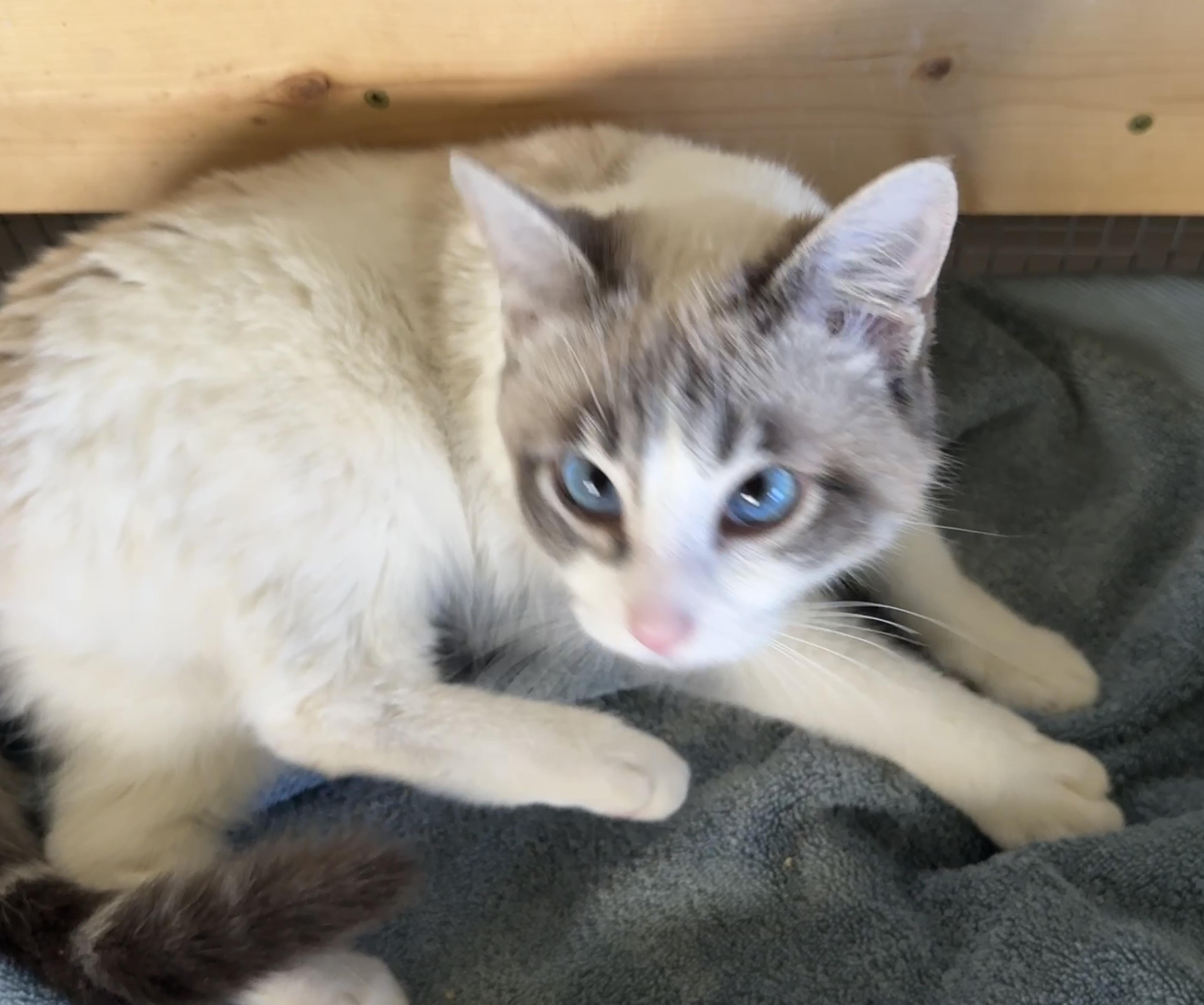 Camellia thumbnail 2