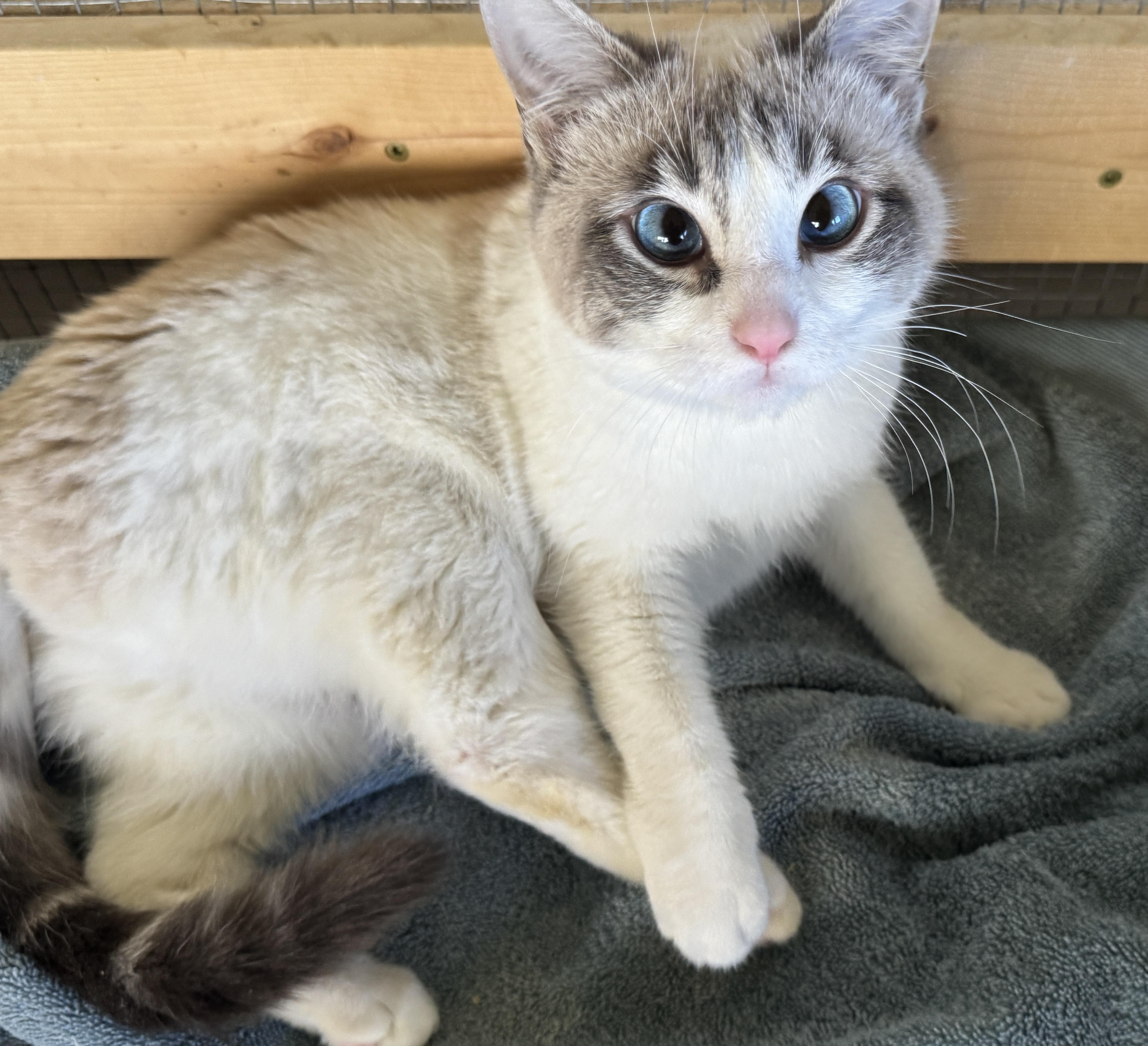 Camellia thumbnail 3