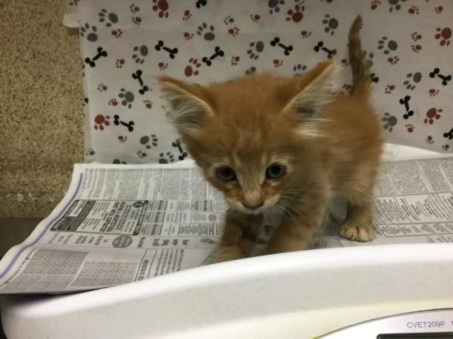 A baby small-sized male Domestic Short Hair cat named Oliver for adoption in Riverside, CA