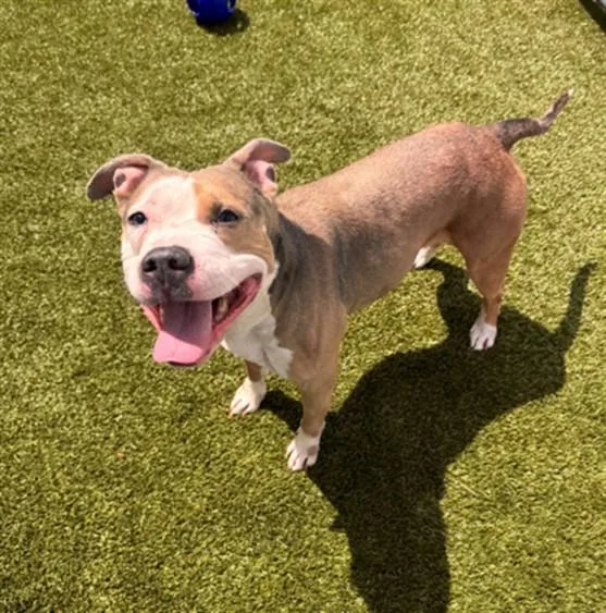 An adult medium-sized female Pit Bull Terrier dog named Madigan for adoption in Toledo, OH