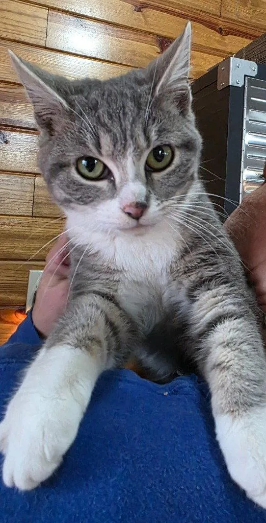 A young medium-sized female Domestic Short Hair cat named Helen for adoption in Cromwell, KY