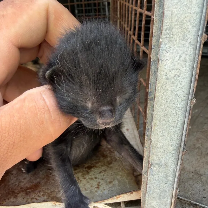 A baby small-sized male Black Domestic Short Hair cat named Silver for adoption in Edinburg, TX