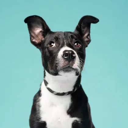 A young medium-sized female Mixed Breed dog named Roxxie for adoption in Atlanta, GA