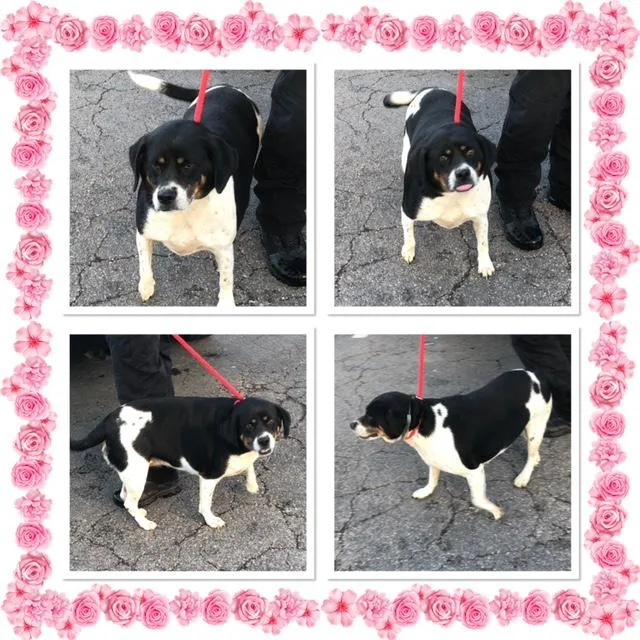 An adult large-sized female Tricolor (Brown, Black, & White) Beagle dog named Cypress for adoption in Buckhannon, WV