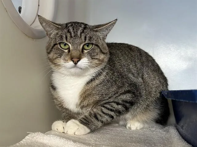 An adult medium-sized male Domestic Short Hair cat named Angelo for adoption in McKinleyville, CA