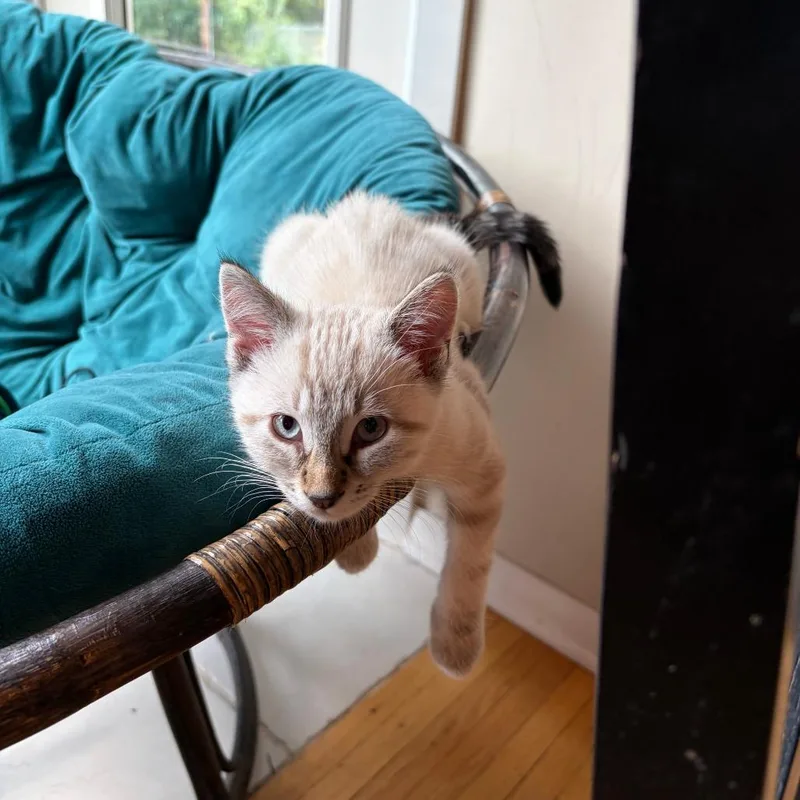 A baby small-sized male Cream / Ivory Domestic Short Hair cat named Stetson for adoption in Inver Grove Heights, MN