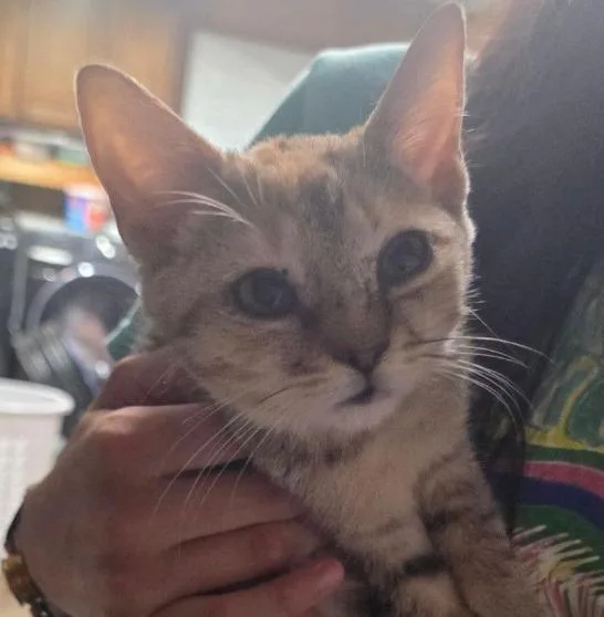 A baby medium-sized female Domestic Short Hair cat named Nala for adoption in Crossville, TN