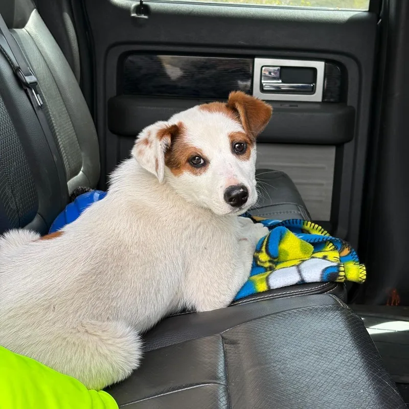 A baby medium-sized male White / Cream Mixed Breed dog named Rooster for adoption in Hailey, ID