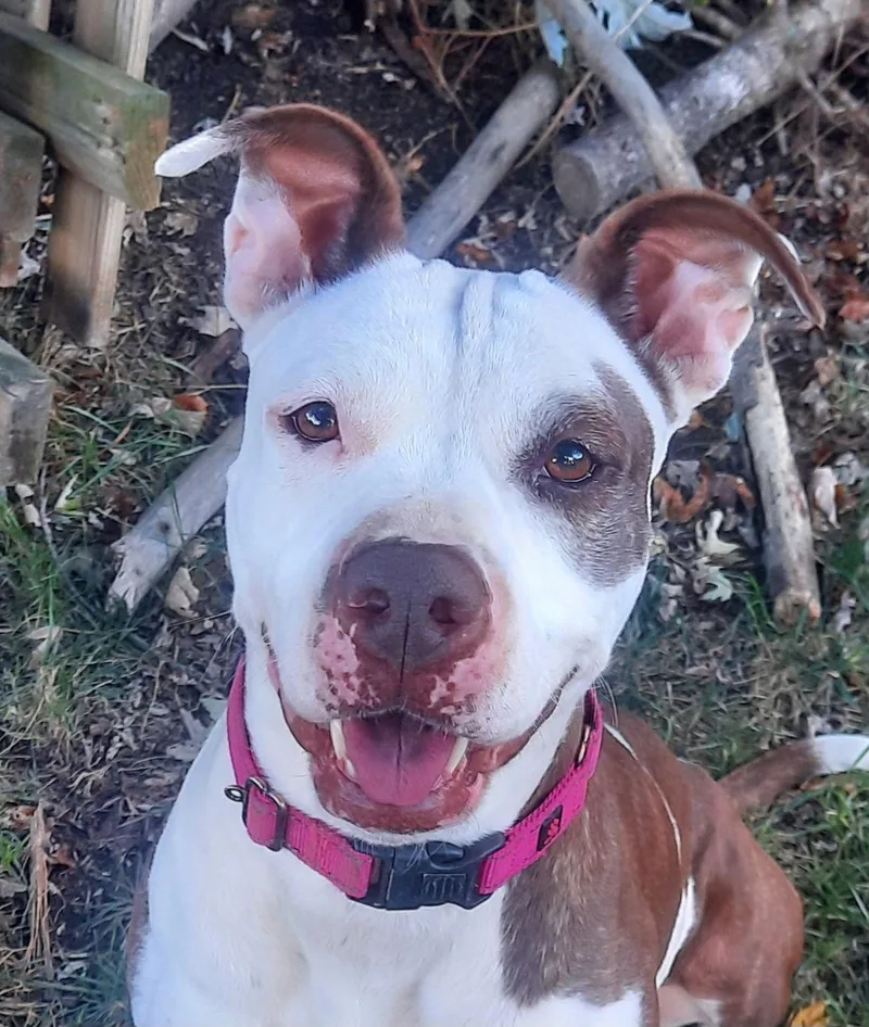 An adult medium-sized female Pit Bull Terrier dog named Sweet as "Honey" for adoption in Cuyahoga Falls, OH