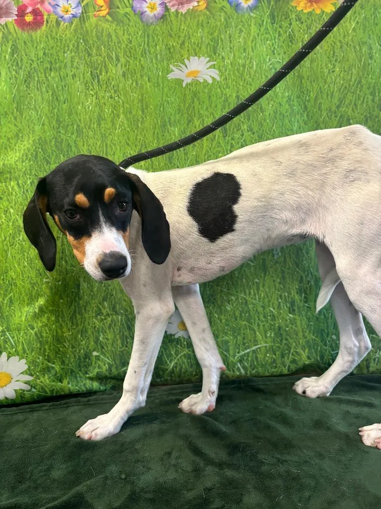 A young medium-sized female Hound dog named Perri for adoption in Wabash, IN