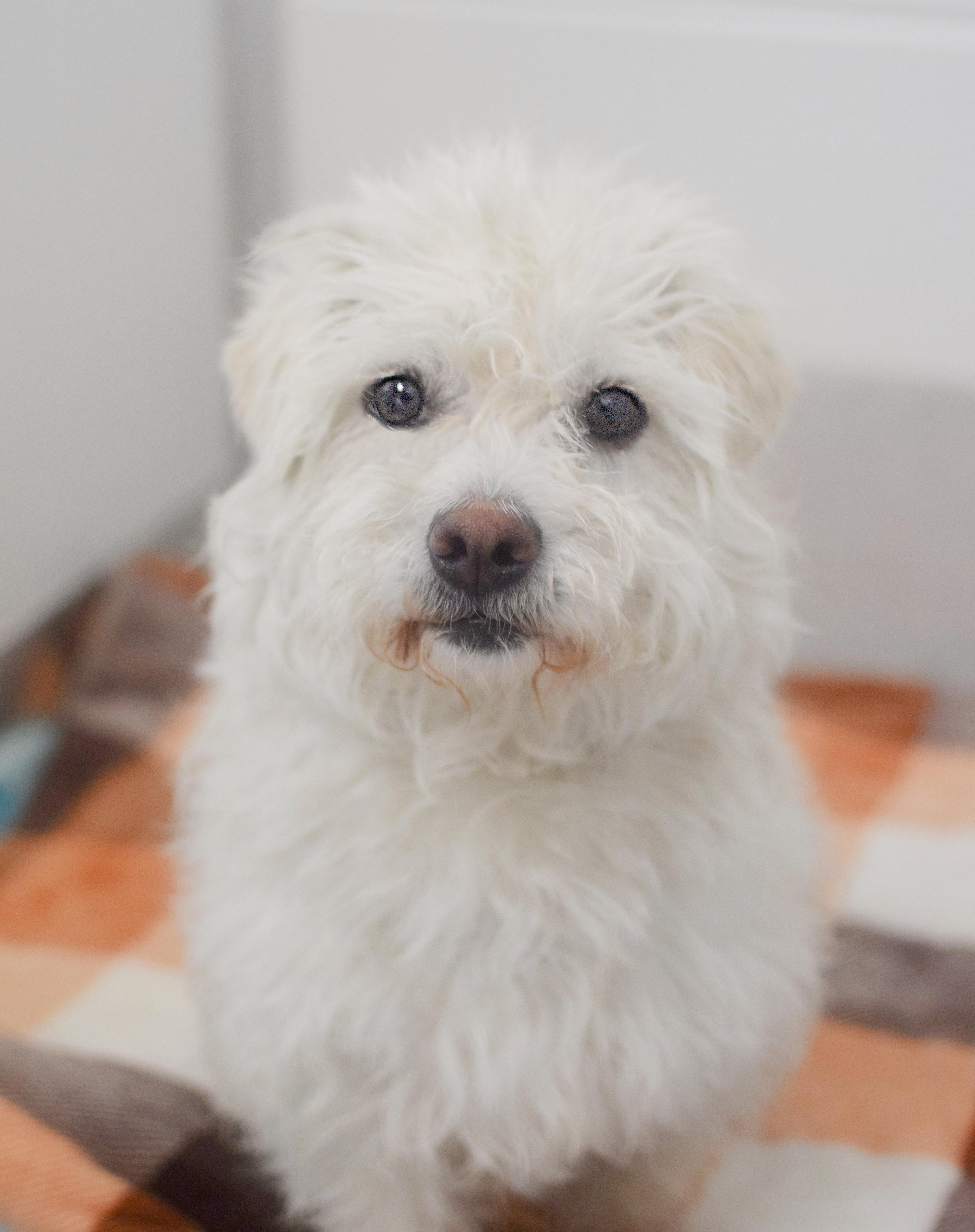 An adult small-sized female White / Cream Maltese dog named Salt for adoption in Pontiac, MI