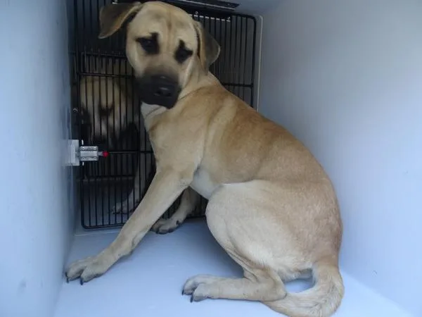 An adult large-sized male Labrador Retriever dog named Pen Rex Hw for adoption in Lawrenceville, GA