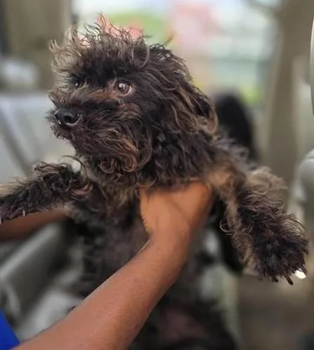 A young small-sized female Terrier dog named Damara for adoption in San Antonio, TX