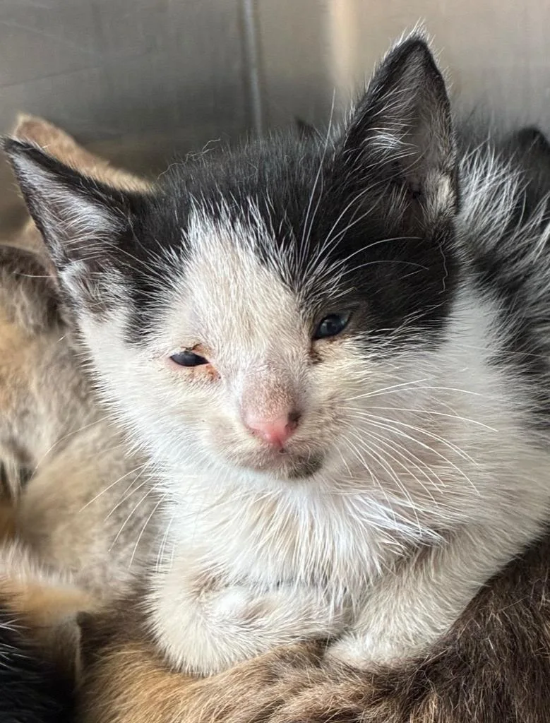 A baby small-sized female Domestic Short Hair cat named Willow for adoption in Hartsville, SC