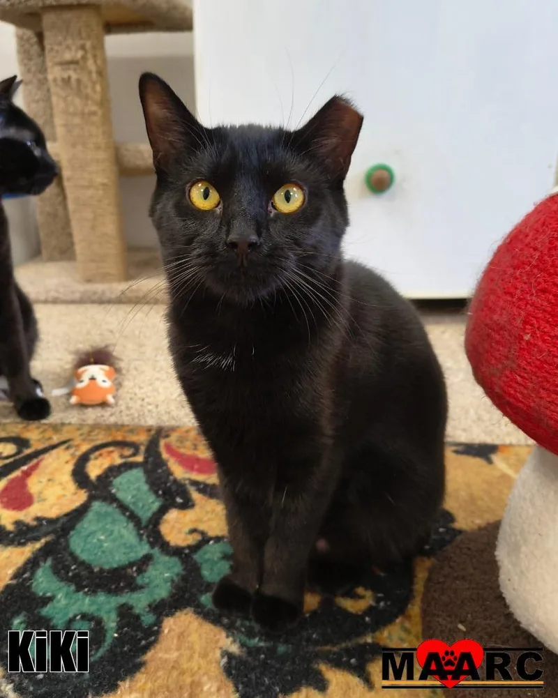 A baby medium-sized female Domestic Short Hair cat named Kiki for adoption in Maryville, TN