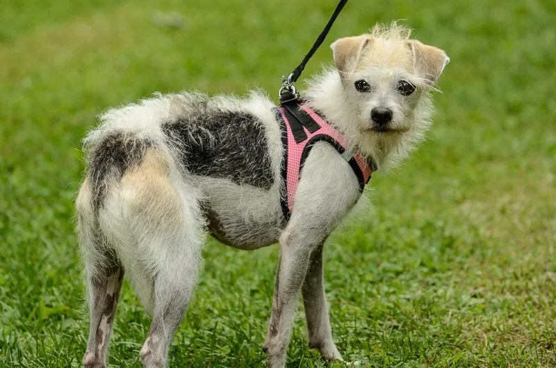 An adult small-sized female Terrier dog named Lucy for adoption in Brick, NJ