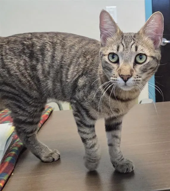 A young small-sized male Domestic Short Hair cat named Al Borlan for adoption in Las Vegas, NV
