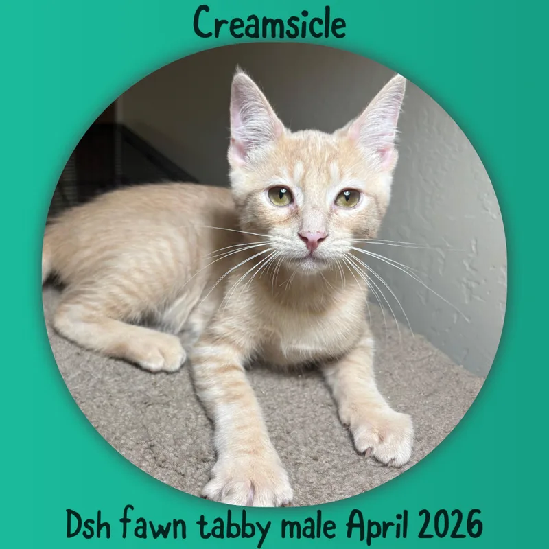 Creamsicle