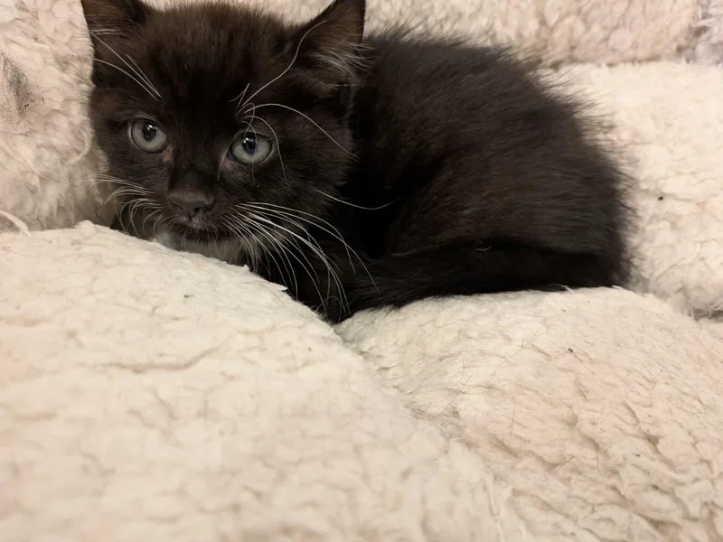 A baby medium-sized male Black & White / Tuxedo Domestic Short Hair cat named Pan for adoption in Philadelphia, PA