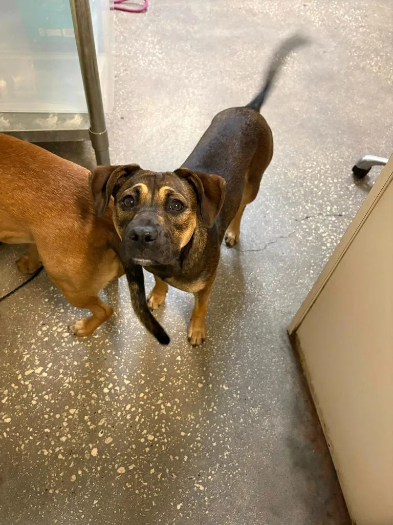 A baby medium-sized female Mixed Breed dog named Madame Wiggles for adoption in Ocala, FL