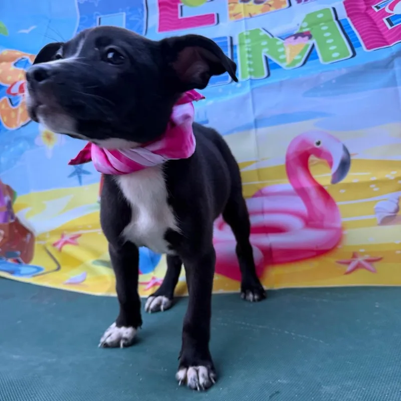 A baby small-sized female Black Boxer dog named Raven for adoption in Aledo, TX
