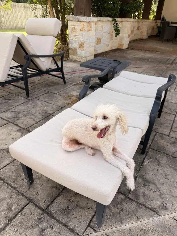 An adult small-sized female White / Cream Poodle dog named Cinderella for adoption in Richmond, TX