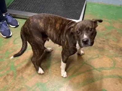 An adult medium-sized female Mixed Breed dog named Regina for adoption in Brookhaven, MS