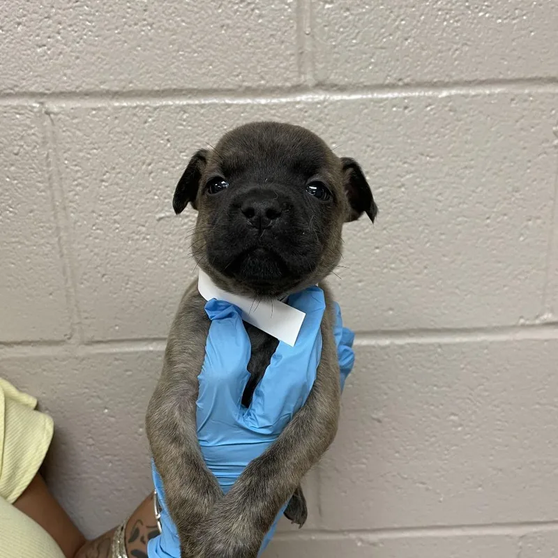 A baby small-sized male Brindle Mastiff dog named Beast for adoption in Birmingham, AL