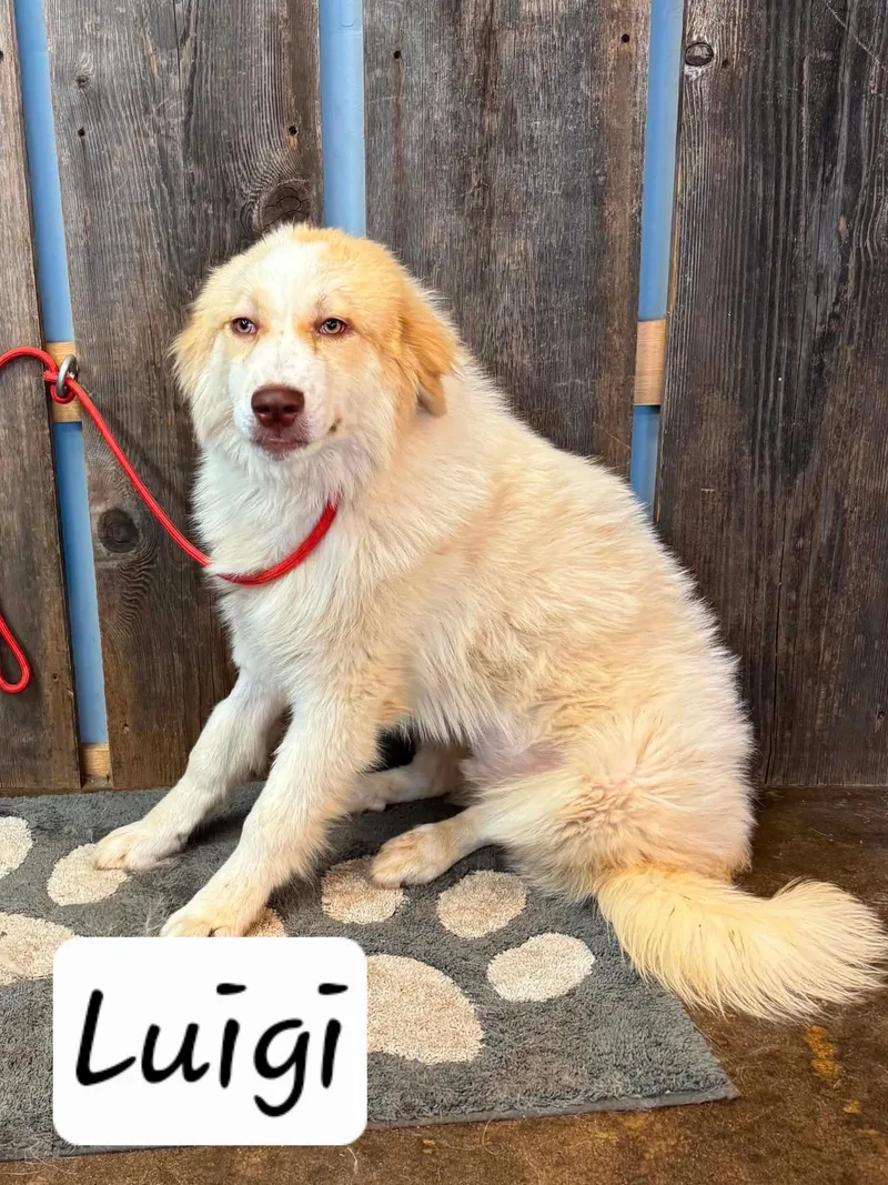 A young large-sized male Great Pyrenees dog named Luigi for adoption in Milwaukee, WI