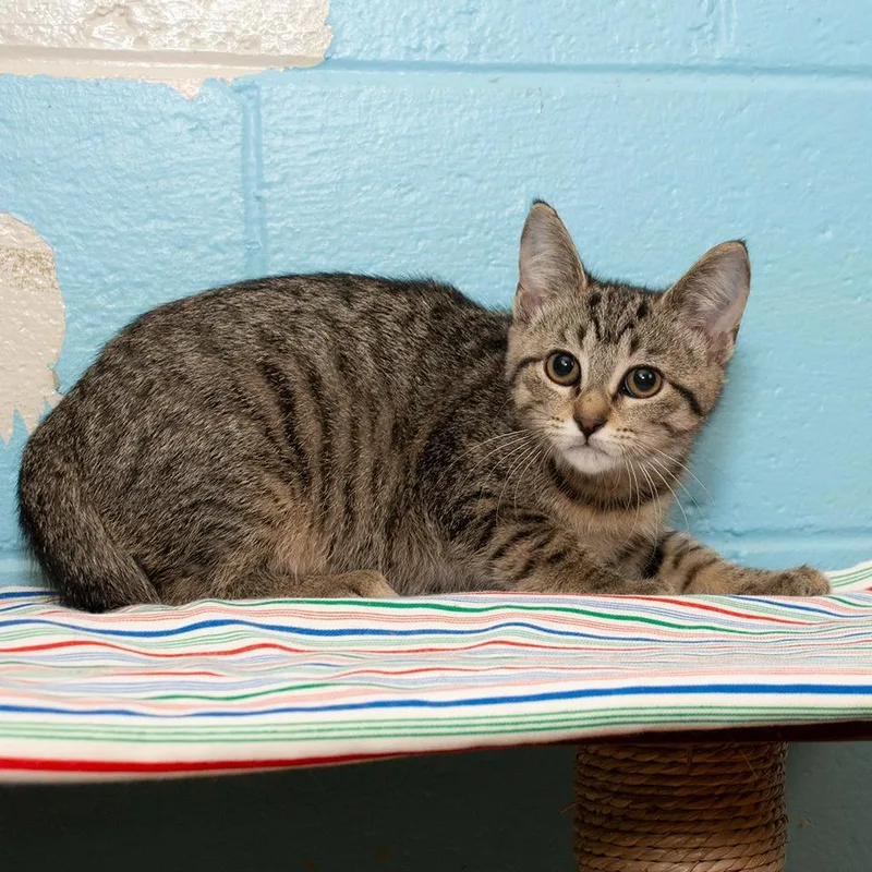 A baby small-sized female Domestic Medium Hair cat named Kagome for adoption in Troy, OH