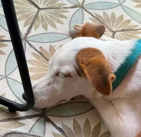 A baby medium-sized female Retriever dog named Sweetie for adoption in Dallas, TX