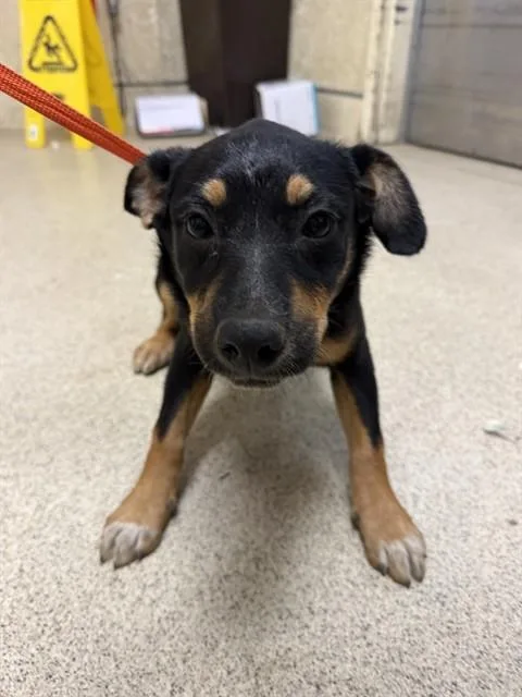 A baby small-sized female German Shepherd Dog dog named Vidia for adoption in Riverside, CA