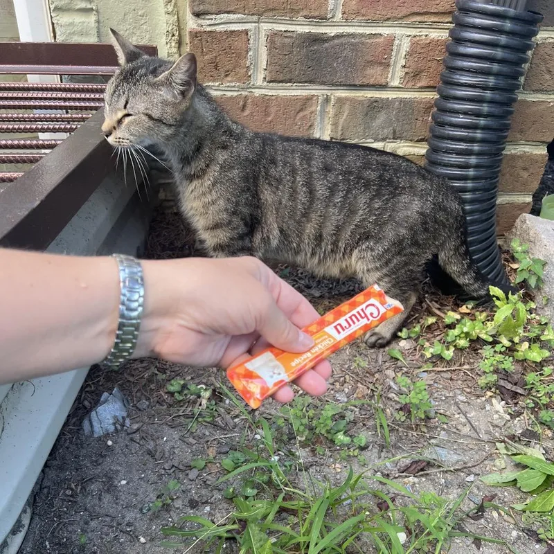 Tiger Lily thumbnail 2