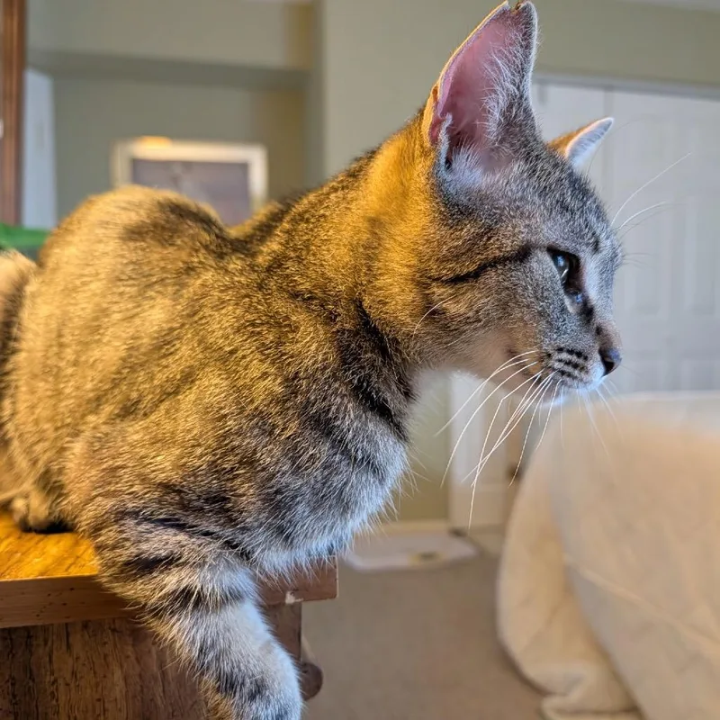 Tiger Lily thumbnail 4