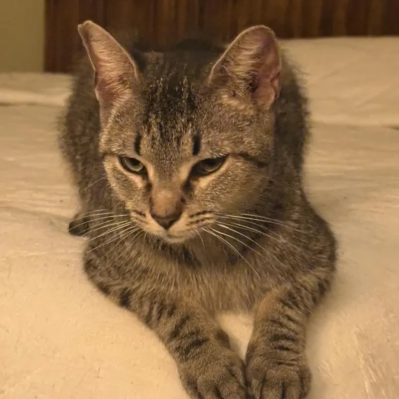 Tiger Lily thumbnail 5