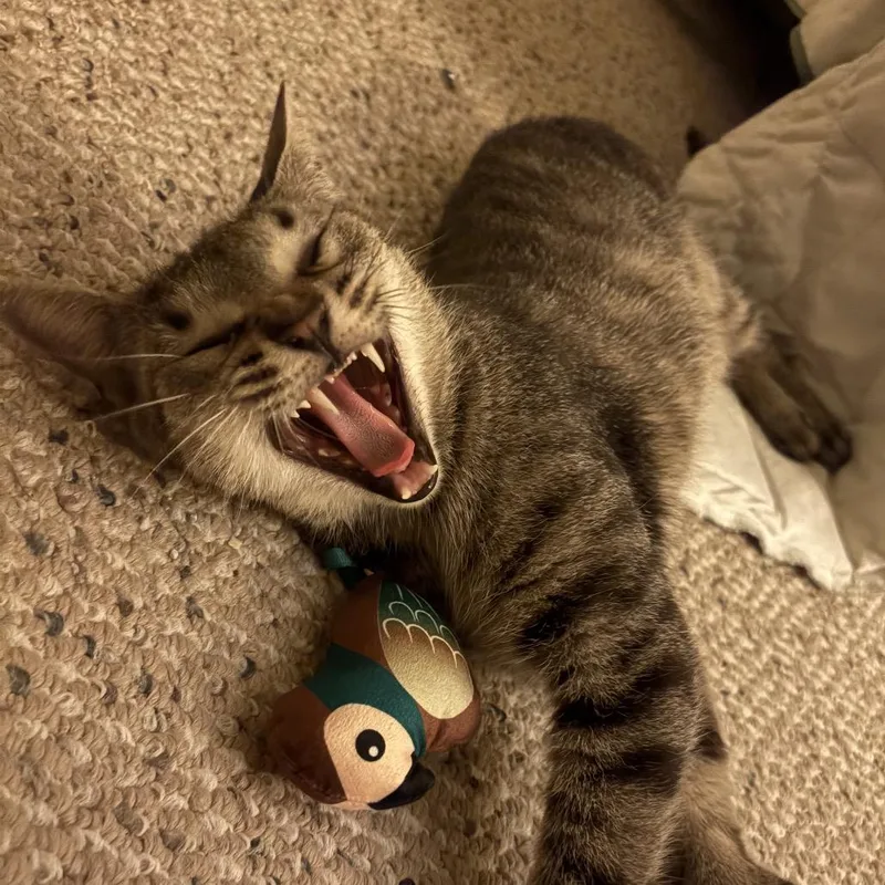 Tiger Lily thumbnail 6