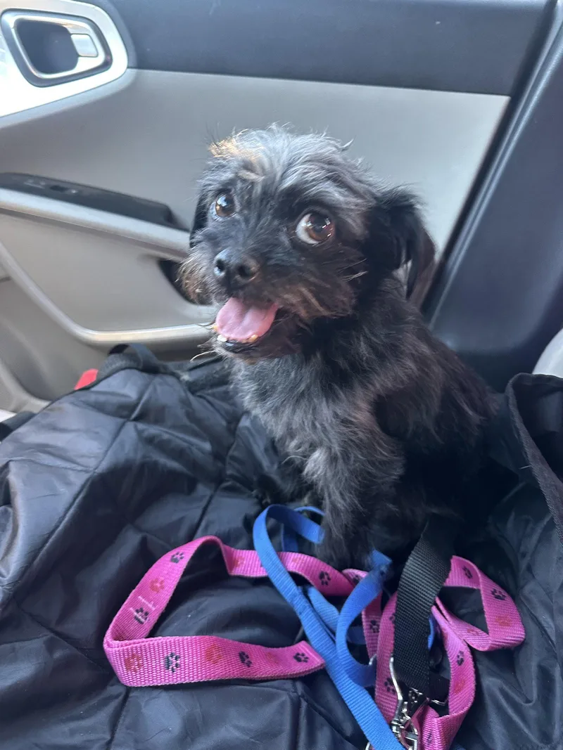 An adult small-sized male Terrier dog named Shadow for adoption in Grafton, WI